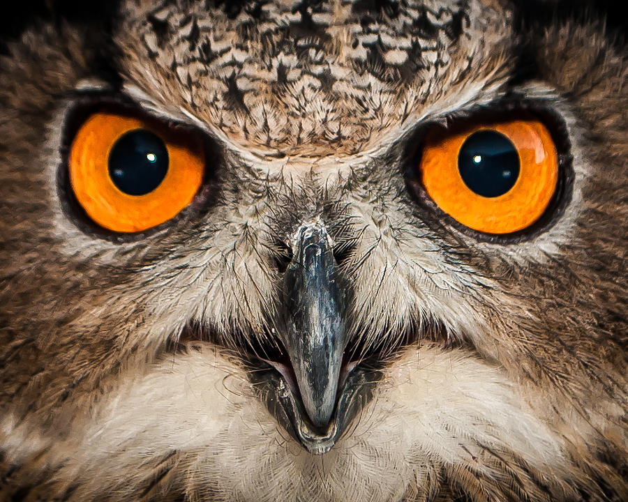 Owl Photograph by Molly Grabill - Fine Art America