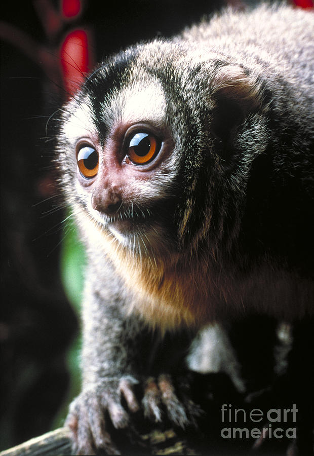 Owl Monkey Photograph by Stephen Dalton
