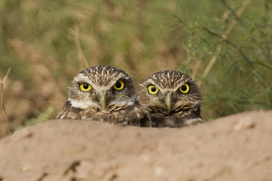 Owl Muppets Photograph by Sue Cullumber
