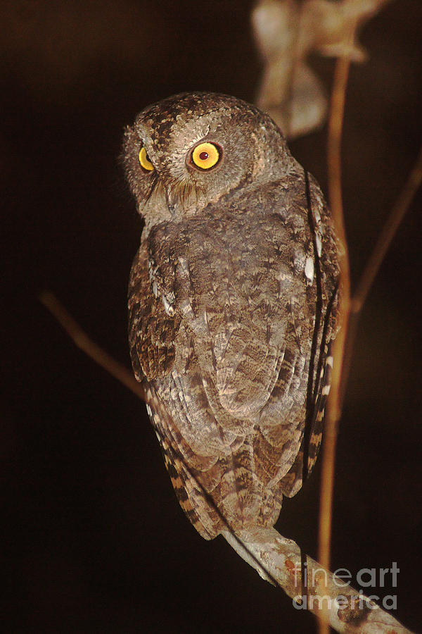 owl of Madagascar Photograph by Rudi Prott