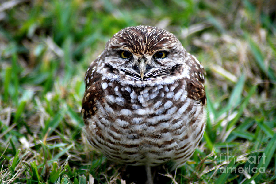 Owl. Best Photo Photograph by Oksana Semenchenko