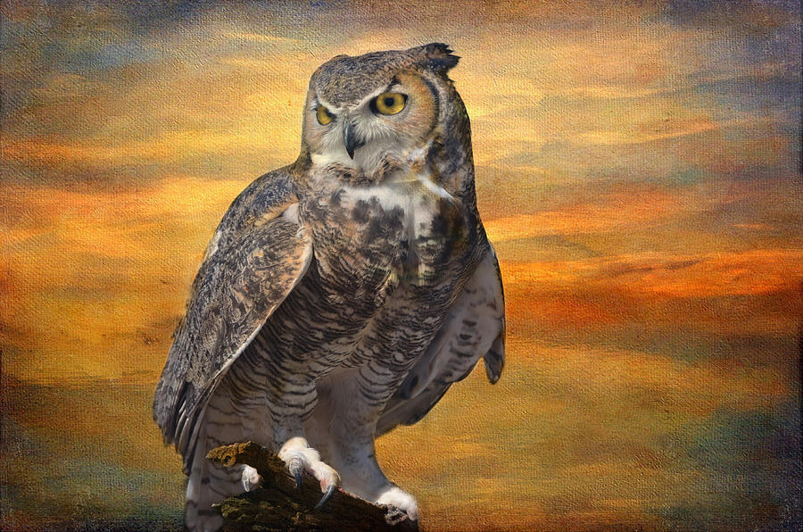 Owl on a Limb Photograph by Barbara Manis