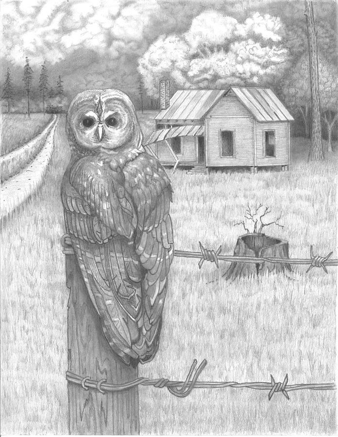 Owl on a Post by David Gallagher Owl on a Post by David Gallagher
