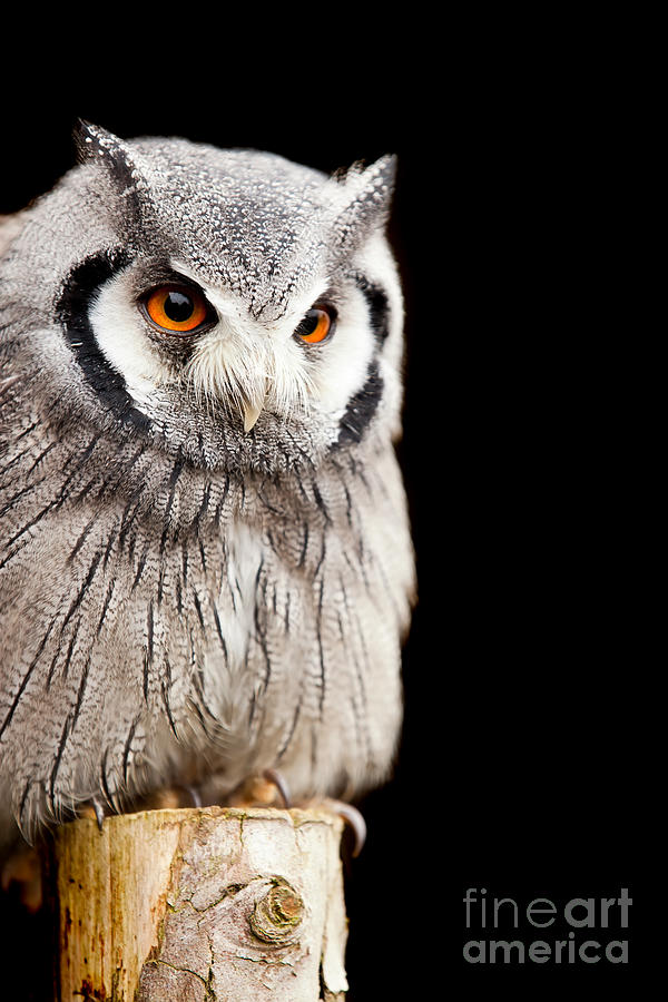 Owl on a post Photograph by Simon Bratt