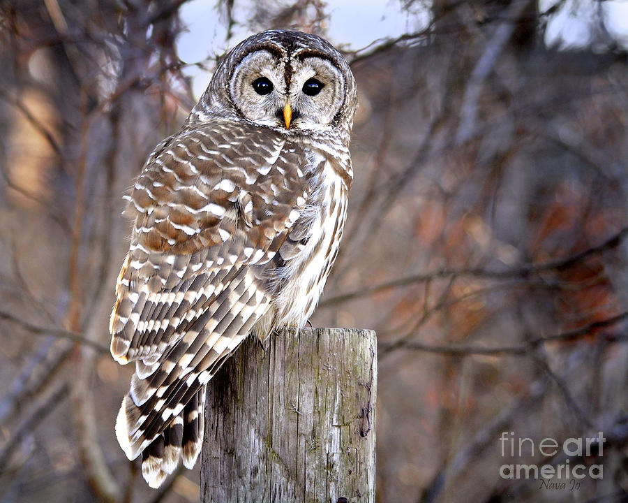 Nature Photograph - Owl on Fence Post by Nava Thompson