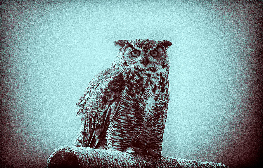 Owl on Perch Photograph by Tony Grider