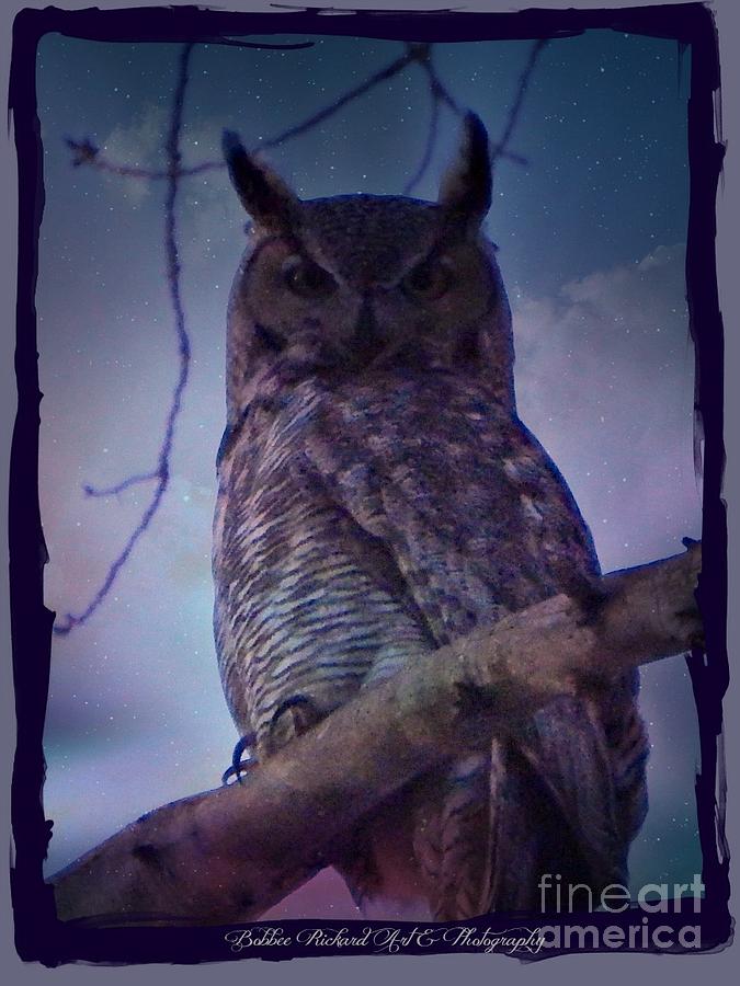 Owl Photograph - Owl on Watch by Bobbee Rickard