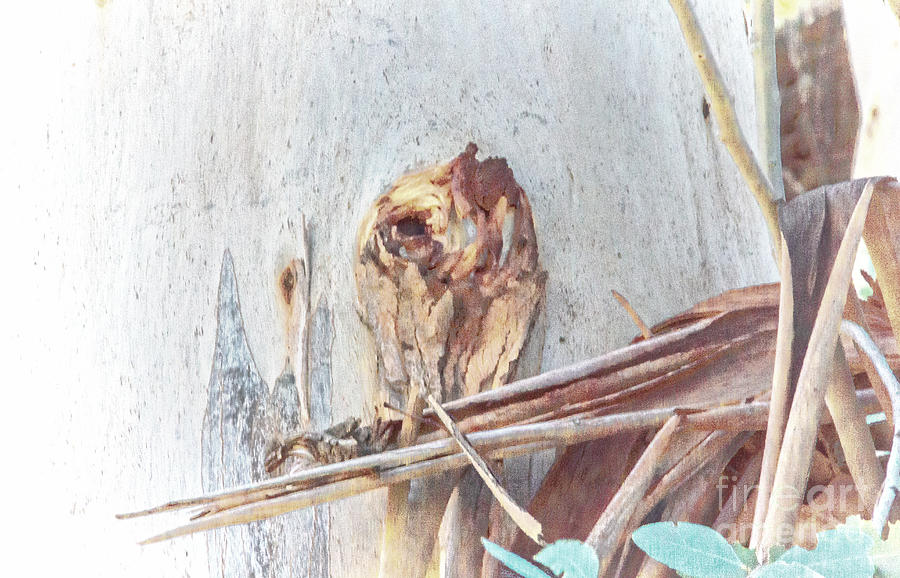 Owl One with the Wood Digital Art by Georgianne Giese