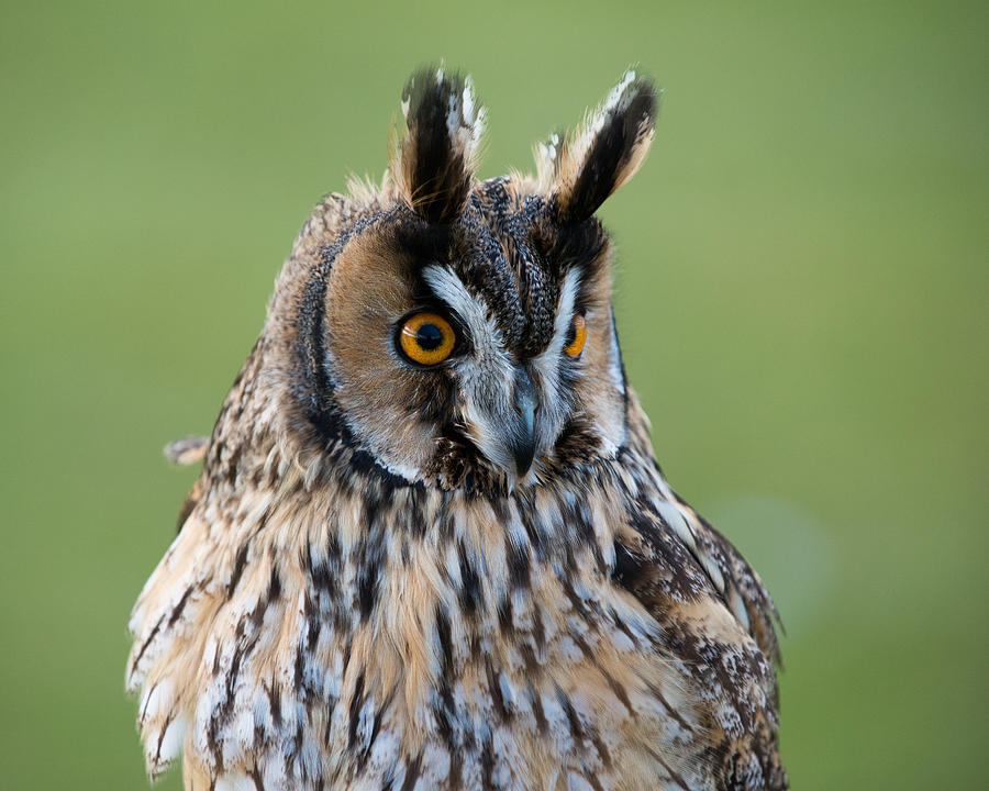 Owl Portrait Photograph by Dennis Dame
