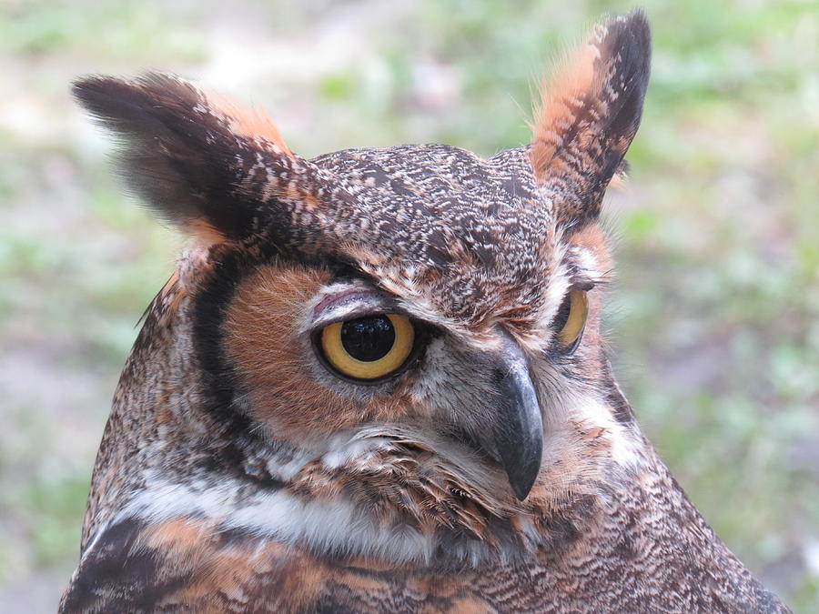 Owl Reflection's Photograph by Pam Wiegert | Fine Art America