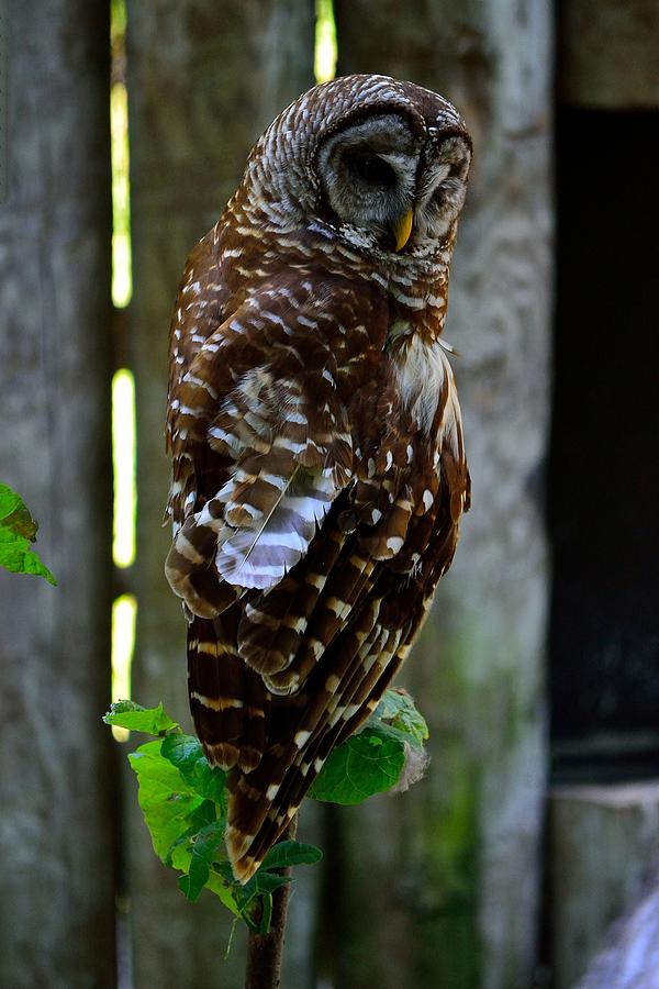 Owl Photograph by Richard Zentner