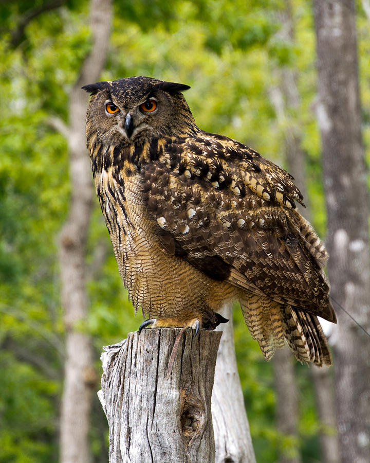 Owl Photograph by Robert Graybeal