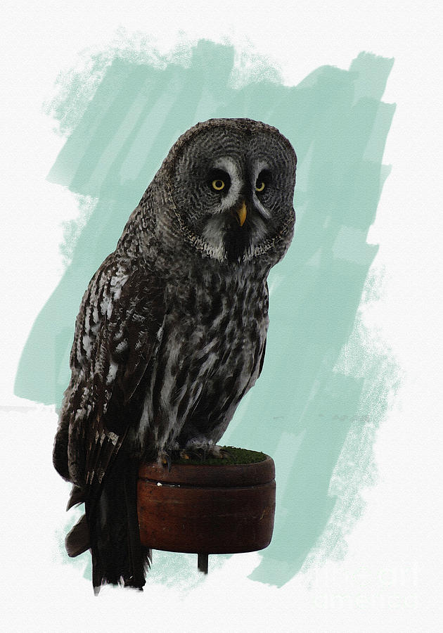 Owl Digital Art by Roger Lighterness