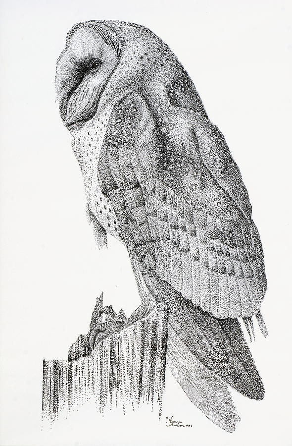 Owl Drawing by Sam Davis Johnson