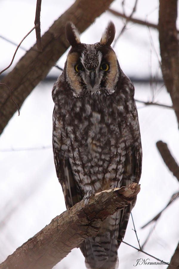 Owl Photograph - owl by Sarah  Lalonde
