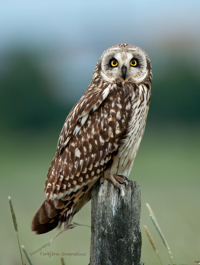Owl see you Photograph by Torbjorn Swenelius