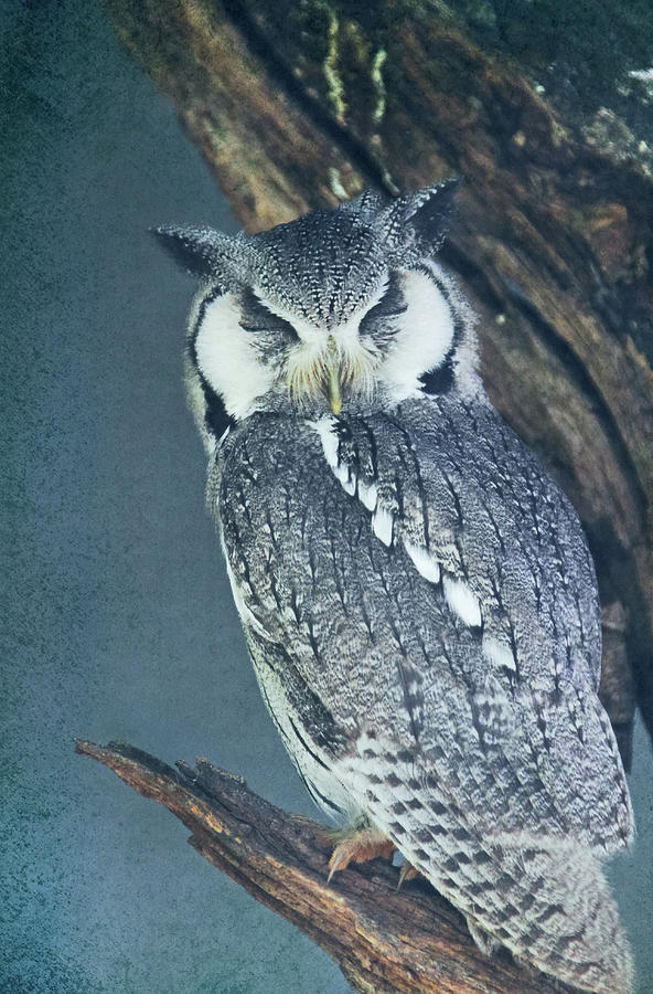 Owl Sleeping Photograph by Daniela Duncan