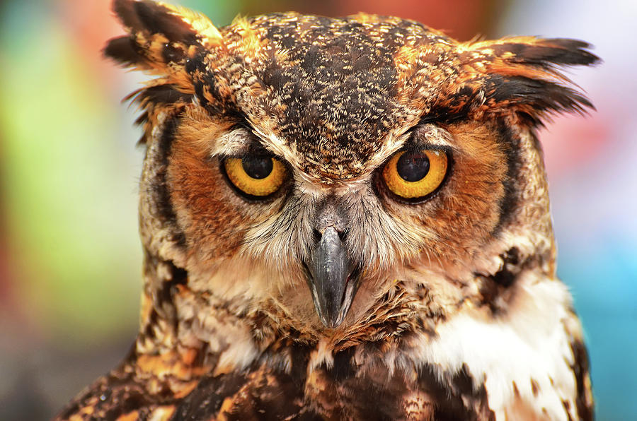 Owl Stares  At Camera Photograph by Jeff R Clow