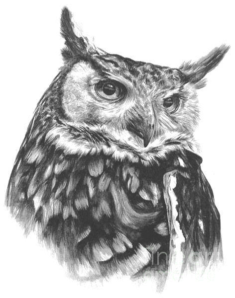 Owl Painting - Owl Study by Marisa Salazar