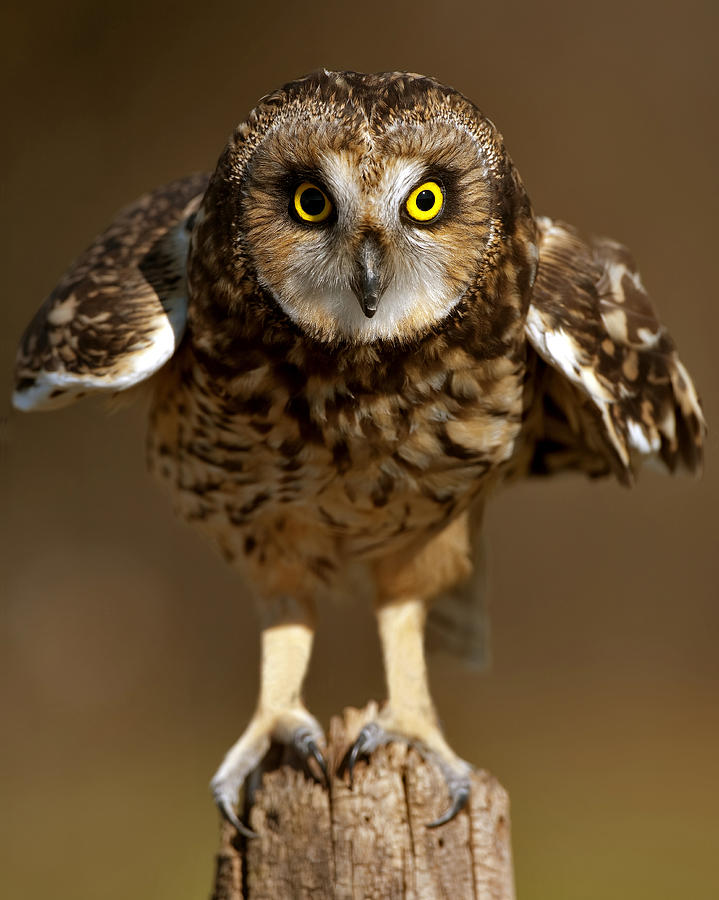 Owl Photograph - Owl Takes Flight by Bonnie DeLap