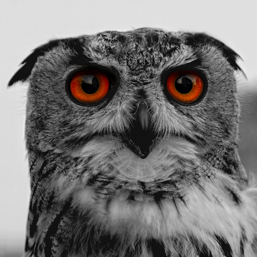 Owl Photograph