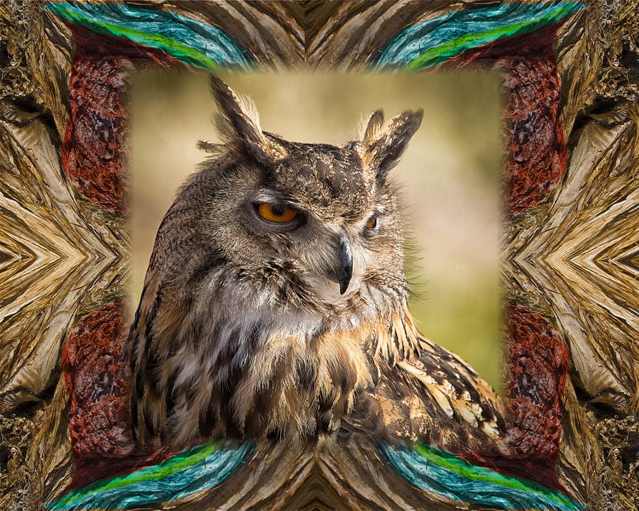 Owl With Collage Border Photograph