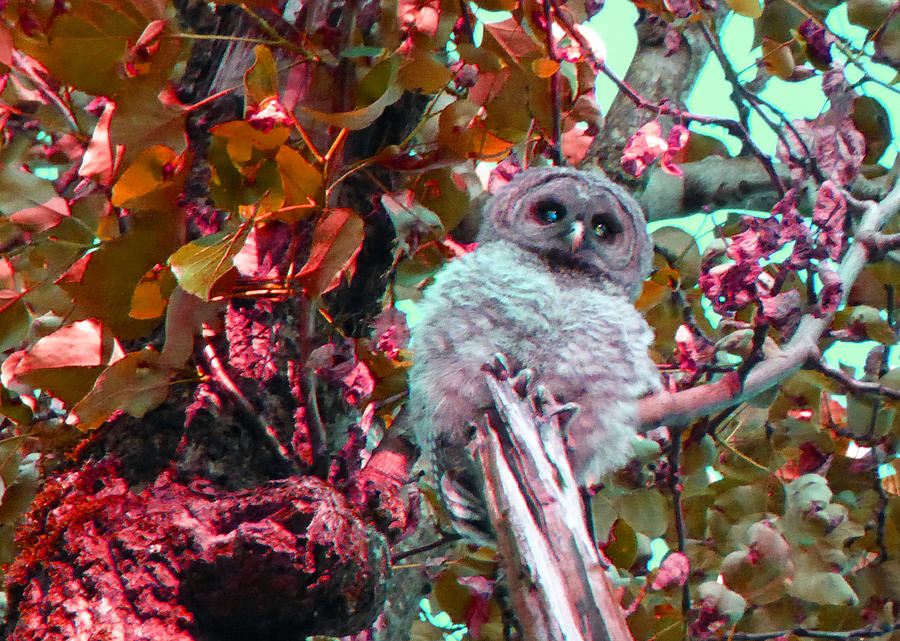 Owlet 2 Photograph by Laurie Tsemak