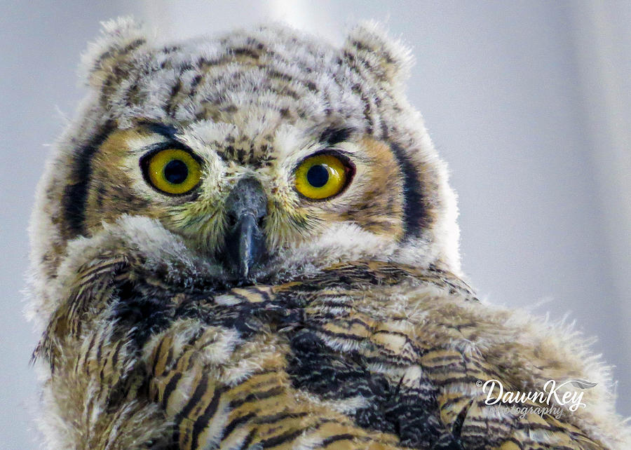 Owlet Close-up Photograph by Dawn Key