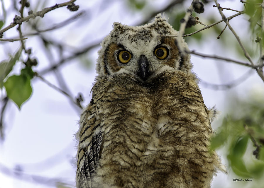 Owlet Eyes Photograph by Stephen Johnson