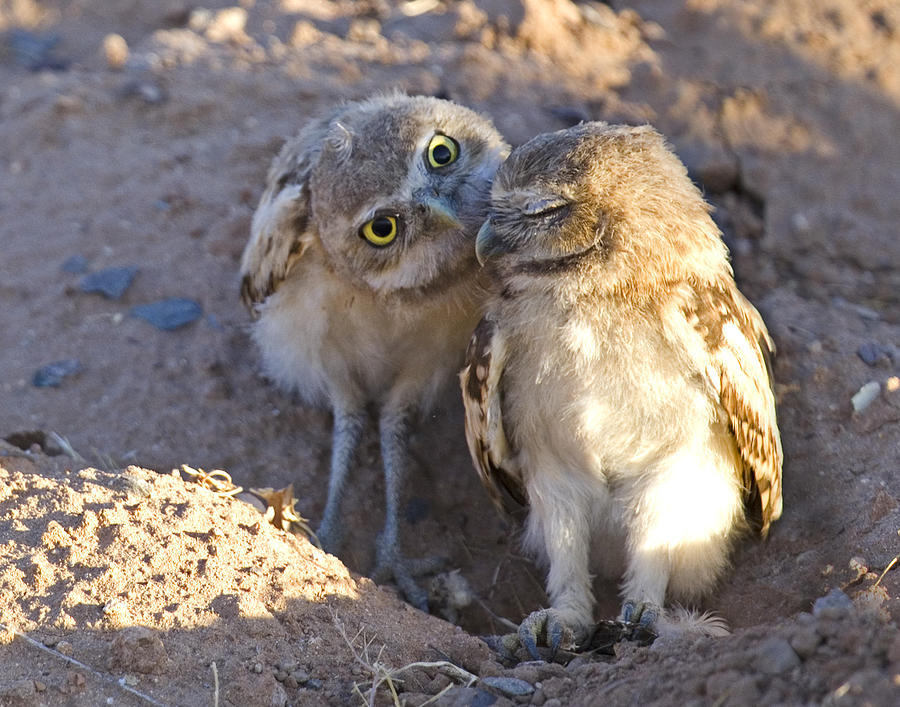 Owlet Kisses Photograph by Sue Cullumber