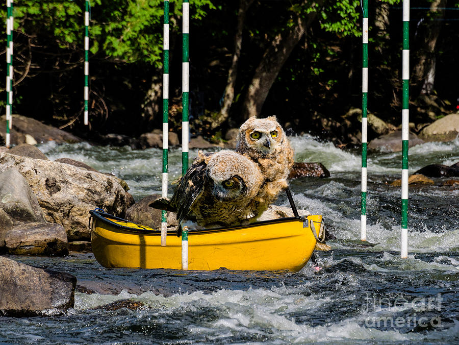 Owlets In A Canoe Photograph by Les Palenik