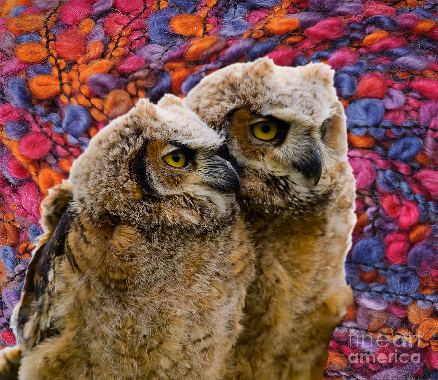 Owlets in color Photograph by Les Palenik