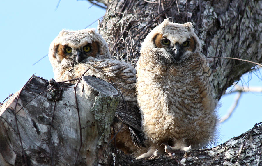 Owlets Photograph By Suzanne Booth 