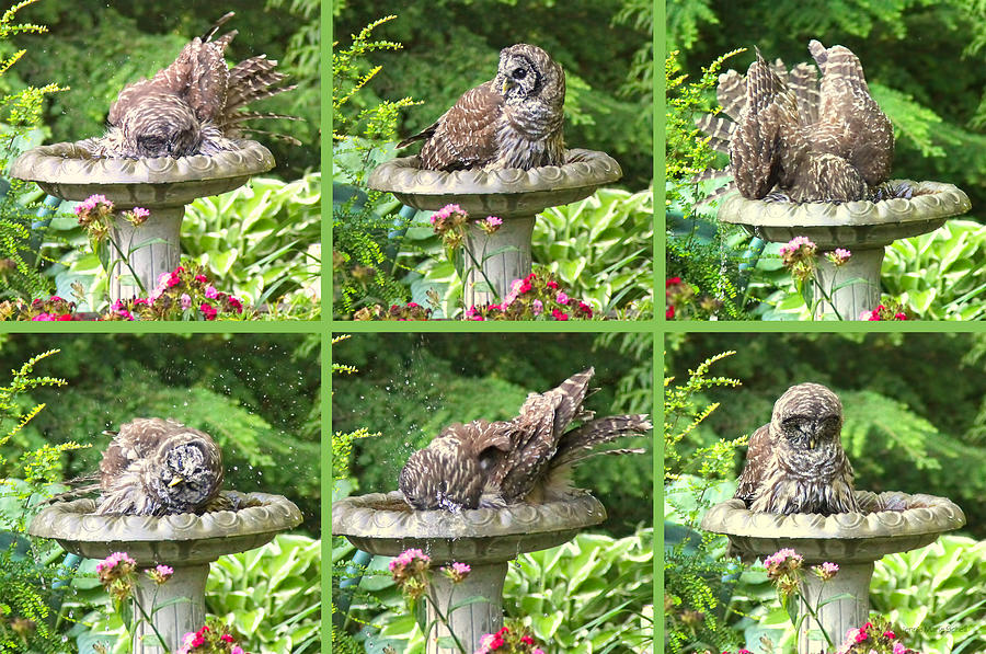 Owls do take Baths Photograph by Jennie Marie Schell