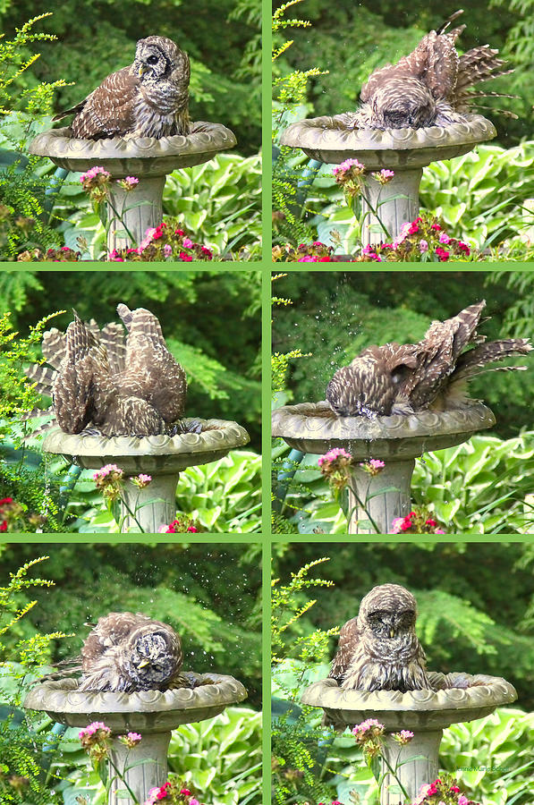 Owls Do Take Baths Vertical Photograph by Jennie Marie Schell