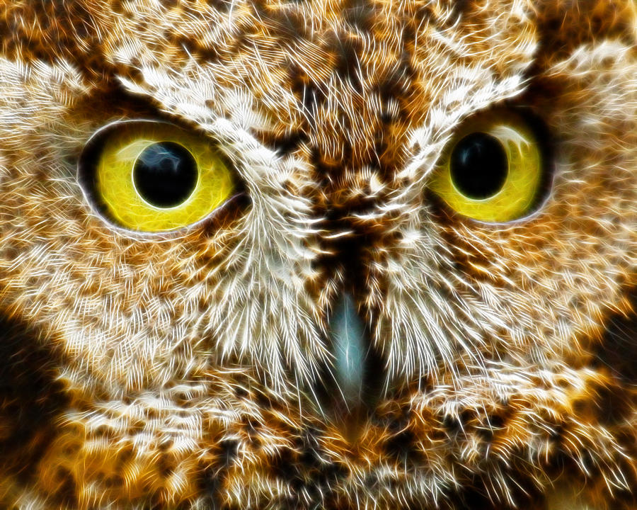Owls Eyes Photograph by Steve McKinzie