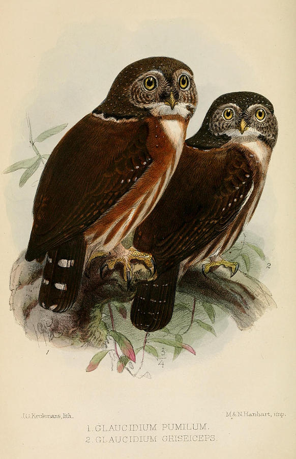 John James Audubon Painting - Owls by Dreyer Wildlife Print Collections 