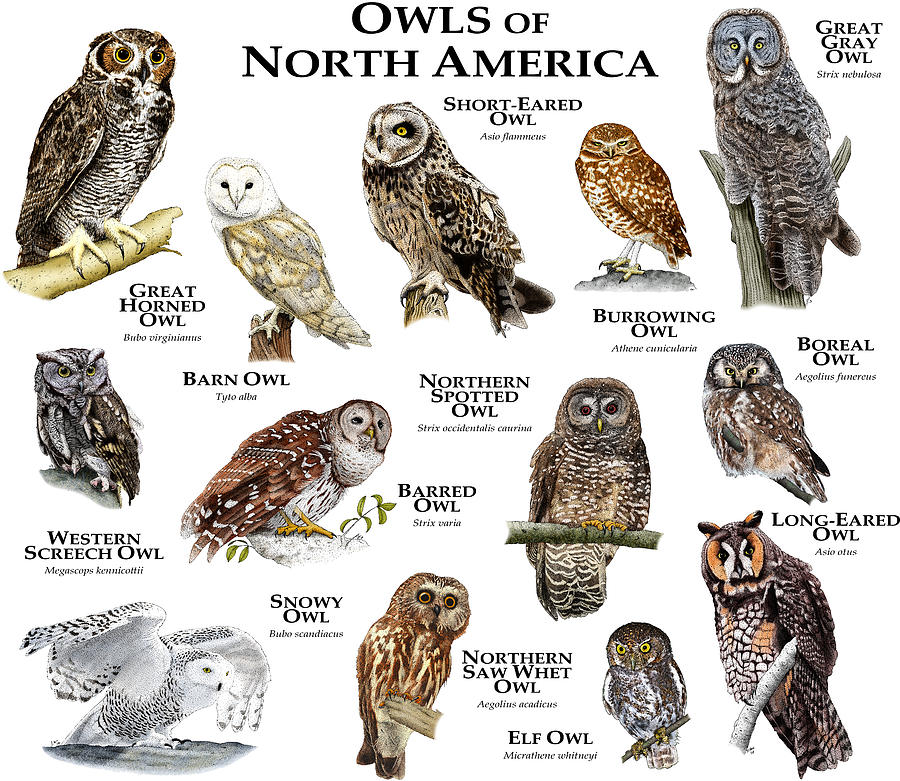 Owls Of North America Photograph by Roger Hall