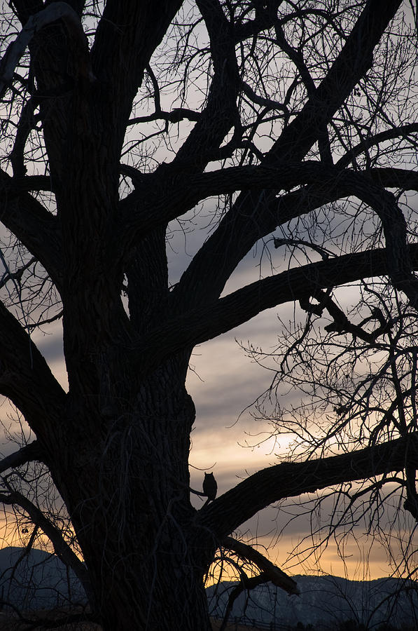 Owls Roost Photograph by Eric Rundle