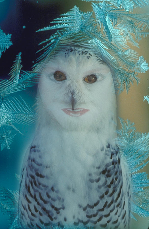 Owlwoman Digital Art by Lisa Yount