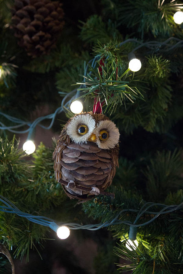 Owly Christmas Photograph by Patricia Babbitt