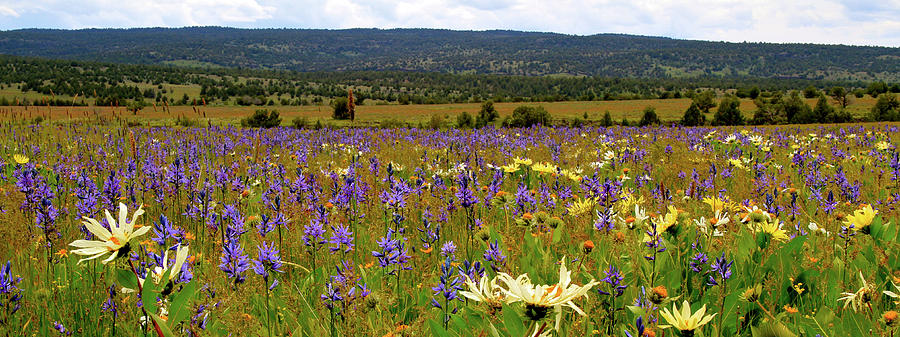 Up-Land Wildflowers Photograph by Ed Riche