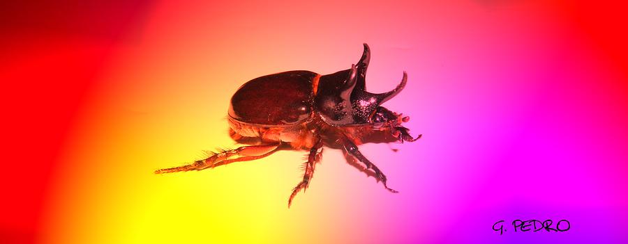 Ox Beetle in Color Photograph by George Pedro