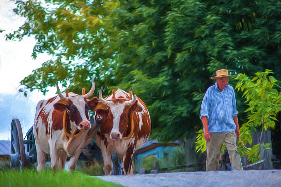 Ox Cart and Farmer Photograph by Chris Bordeleau