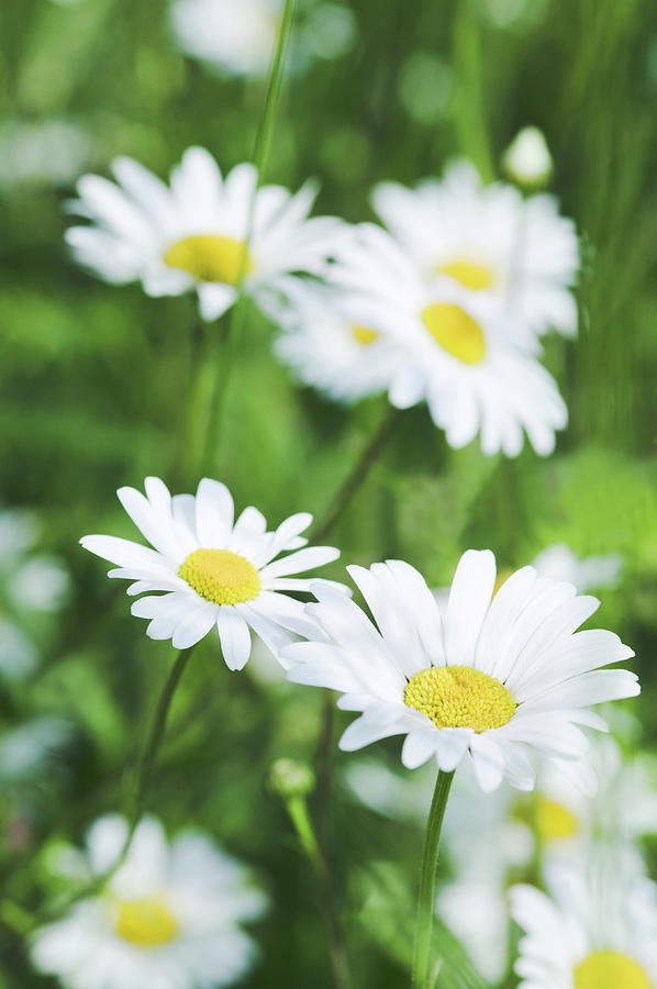 Ox-eye Daisies (leucanthemum Vulgare) Photograph by Gustoimages/science Photo Library