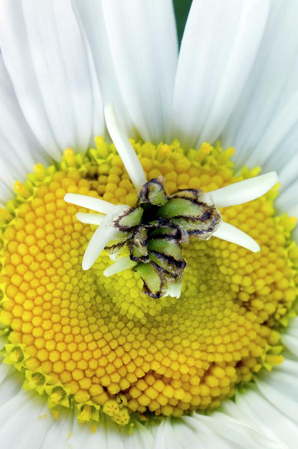 Nature Photograph - Ox-eye Daisy (leucanthemum Vulgare) Gall by Dr Jeremy Burgess/science Photo Library
