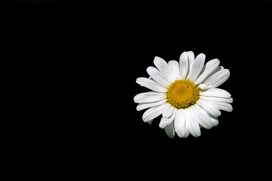 Daisy Photograph - Ox-eye daisy by Torbjorn Swenelius
