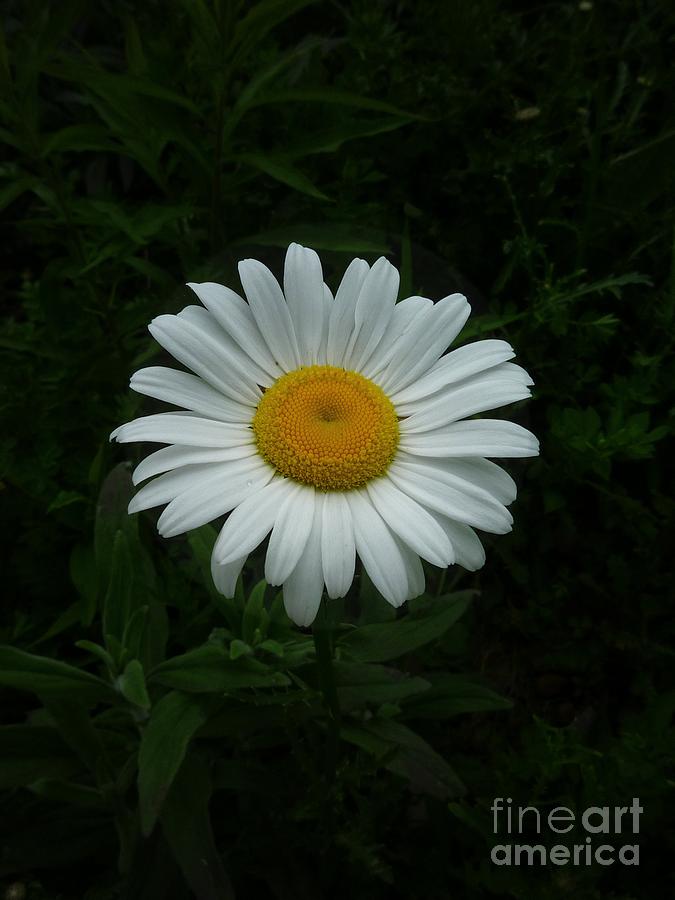 Ox-Eyed Daisy Photograph by William OBrien