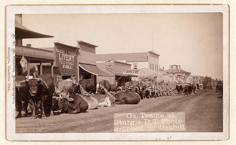 Vintage Photograph - Ox Teams At Sturgis, D.t. I.e. Dakota Territory by Litz Collection