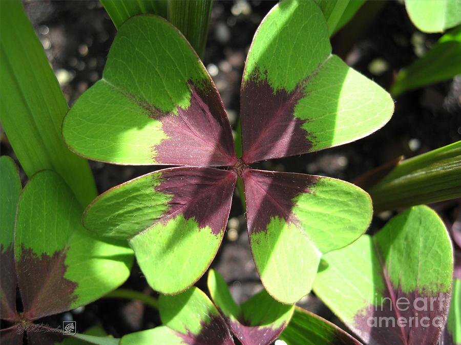 Oxalis Deppei named Iron Cross Photograph by J McCombie